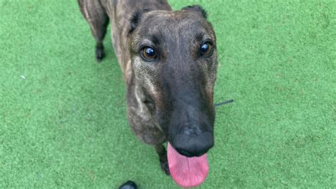 The 40 dogs at Battersea Dogs Home looking for their forever homes.